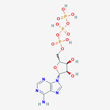 Picture of ((2R,3S,4R,5R)-5-(6-Amino-9H-purin-9-yl)-3,4-dihydroxytetrahydrofuran-2-yl)methyl tetrahydrogen triphosphate