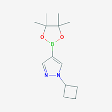 Picture of 1-Cyclobutyl-4-(4,4,5,5-tetramethyl-1,3,2-dioxaborolan-2-yl)-1H-pyrazole