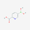 Picture of 5-Boronopicolinic acid